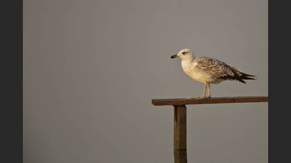 Tanımsız