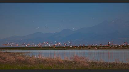 Flamingo