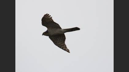 Atmaca