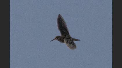 Jack Snipe