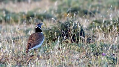 Little Bustard