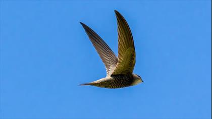 Pallid Swift