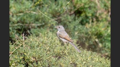 Spectacled Warbler