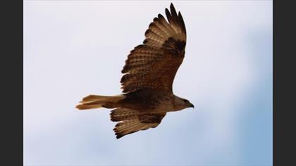 Long-legged Buzzard