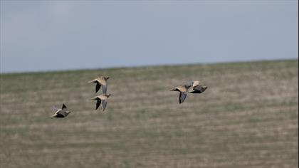 Black-bellied Sandgrouse