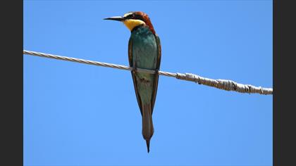 European Bee-eater