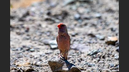 Trumpeter Finch