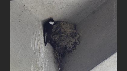 Common House Martin