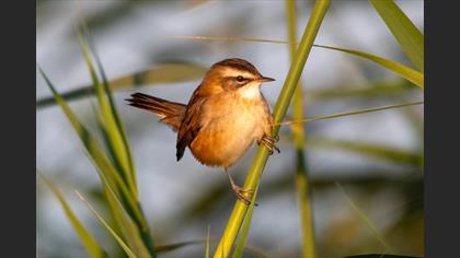 Sedge Warbler