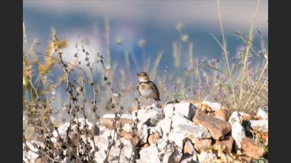 Bimaculated Lark
