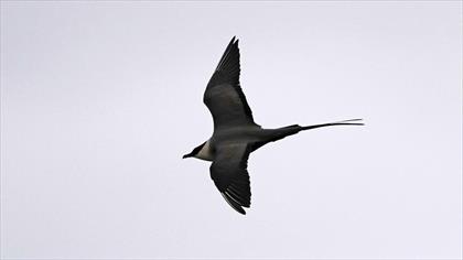 Long-tailed Jaeger