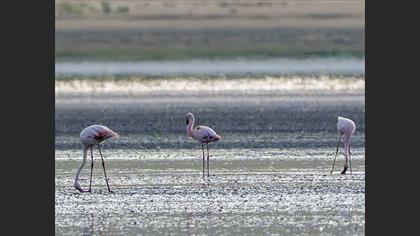 Küçük Flamingo