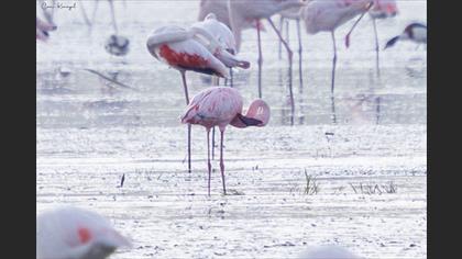 Küçük Flamingo