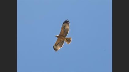 Bonelli`s Eagle