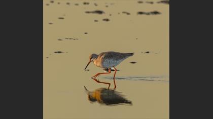 Common Redshank