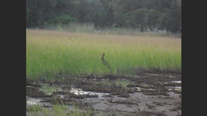 Black Stork