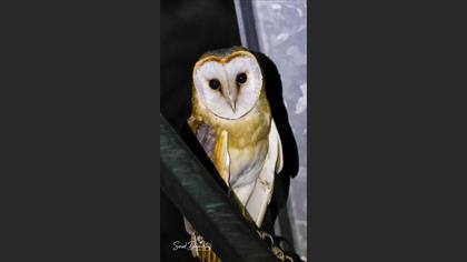 Western Barn Owl