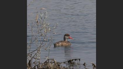 Red-crested Pochard