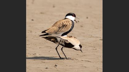 Spur-winged Lapwing