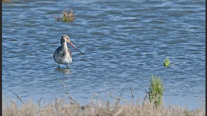 Black-tailed Godwit