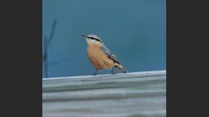 Eurasian Nuthatch