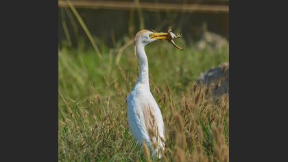 Western Cattle Egret