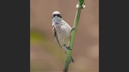 Eurasian Penduline Tit