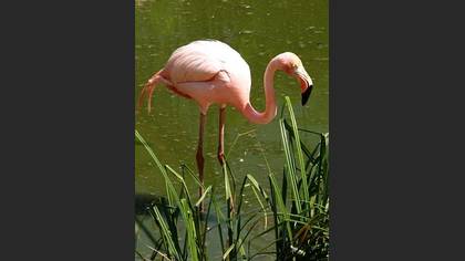 Flamingo