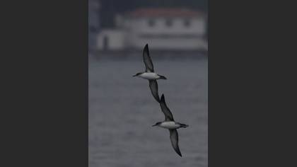 Tanımsız