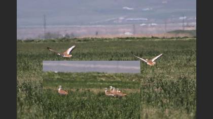Tanımsız