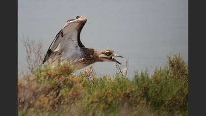 Kocagöz