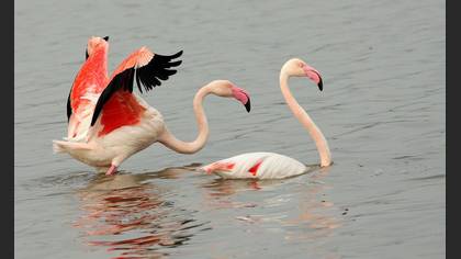 Flamingo