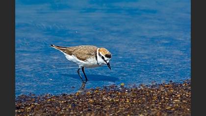 Akça Cılıbıt