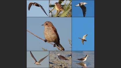 Tanımsız