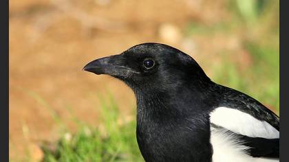 Saksağan