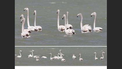 Tanımsız