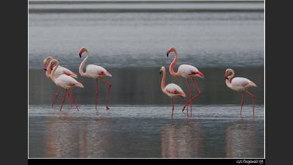 Flamingo