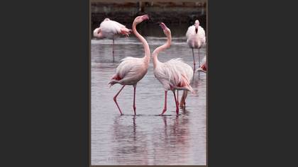 Flamingo