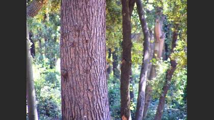 Tanımsız