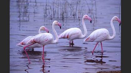 Flamingo