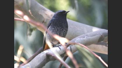 Kara Kızılkuyruk