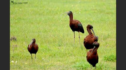 Çeltikçi