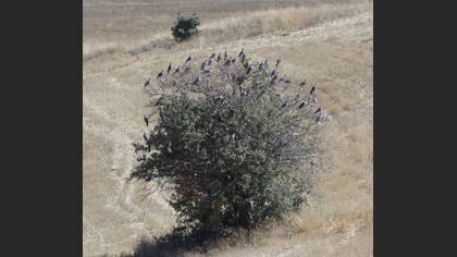 Tanımsız