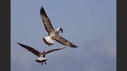 Tanımsız