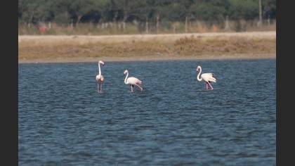 Flamingo