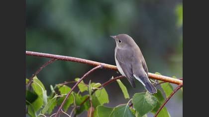 Tanımsız