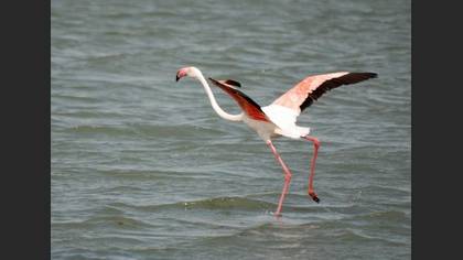 Flamingo