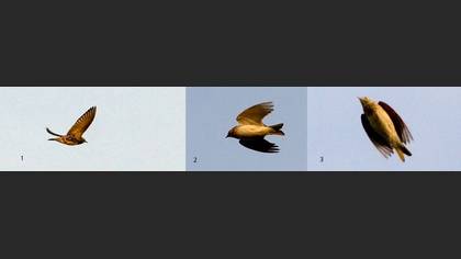 Tanımsız