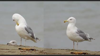 Tanımsız
