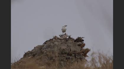 Tanımsız